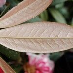 Rhododendron insigne Leaf