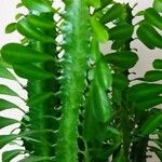 Euphorbia trigona Mill.ഇല