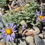 Erigeron elegantulus Habitat