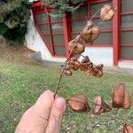 Koelreuteria paniculata Плод