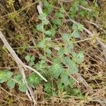 Zataria multiflora Habit