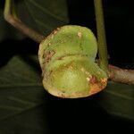 Jatropha costaricensis