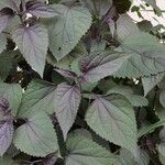 Ageratina altissima Yeri