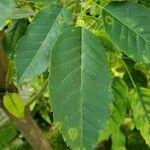 Handroanthus impetiginosus Leaf