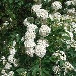 Spiraea × vanhouttei Õis