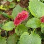 Acalypha herzogiana ഇല