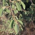 Grewia bicolor Leaf