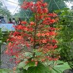 Clerodendrum paniculatum Flor