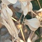 Gypsophila vaccaria Frutto