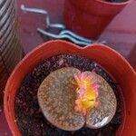 Lithops localis 葉