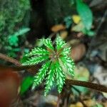 Begonia hemsleyana Лист
