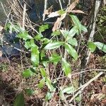 Quercus laurifolia Blad