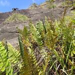 Arthropteris orientalis Leaf