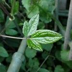 Clematis virginiana Feuille