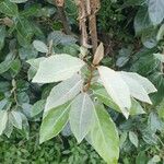 Elaeagnus commutata পাতা