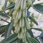 Crotalaria mitchellii Фрукт