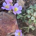 Chaenorhinum origanifolium Folio