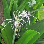 Hymenocallis fragrans Bloem