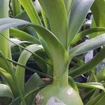 Albuca bracteata List