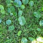 Hydrocotyle verticillata Leaf