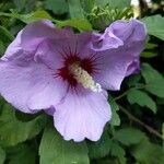 Hibiscus syriacusÇiçek