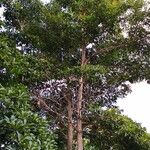 Terminalia myriocarpa Hábito