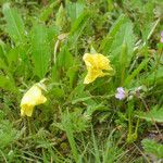 Oenothera triloba Hábito