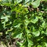 Solanum linnaeanum Leaf