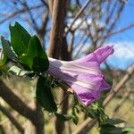 Ipomoea mauritiana Kvet