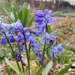 Hyacinthoides non-scriptaКветка