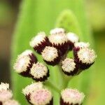 Psiadia anchusifolia Flower