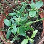 Ruellia tuberosa पत्ता