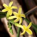 Alstonia vieillardii Fleur