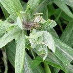 Artemisia ludoviciana Leaf