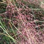 Muhlenbergia capillaris 花