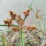 Cyperus ligularis Flor