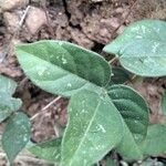 Macrotyloma uniflorum Leaf