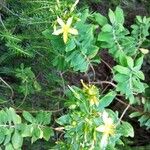 Hypericum glandulosum Flower