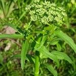 Sium latifolium Flower