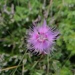 Dianthus hyssopifolius Flower