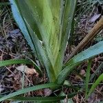 Eryngium yuccifolium Kůra