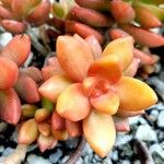 Sedum adolphi Hostoa