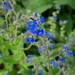 Cynoglossum amabile Blomma