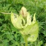 Cirsium oleraceum Plod