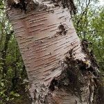 Betula pubescens Bark