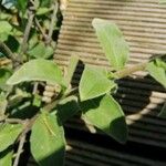 Oenothera drummondii Leaf