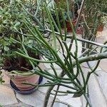 Euphorbia aphylla Otro