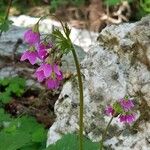 Primula matthioli Květ