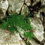 Silene campanula Plante entière