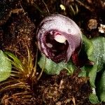 Corybas echinulus Floare